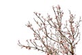 Cherry tree full of flower blossoms isolated on white Royalty Free Stock Photo