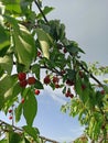 cherry tree full of ripe, sweet fruits, Serbia