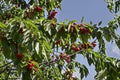 Cherry tree full of sweet appetising red fruits in the garden, district Drujba