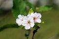 Cherry tree fully open blossom white with pink spots flowers on single branch planted in local garden Royalty Free Stock Photo