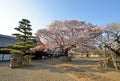 Cherry tree at garden of Kodokan