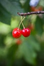 Cherry on the tree in garden, summer Royalty Free Stock Photo