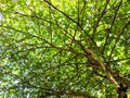 Cherry tree with green leaves