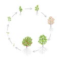 Cherry tree growth stages. Vector illustration. Ripening period progression. Cherries fruit tree life cycle animation plant