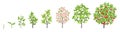 Cherry tree growth stages. Vector illustration. Ripening period progression. Cherries fruit tree life cycle animation plant