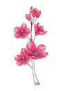 Cherry tree. Grunge floral design element. Isolated objects.