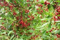 Cherry tree with a heavy crop of large dark red, high quality delicious fruit cherries Royalty Free Stock Photo