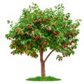 A cherry tree isolated on a white or transparent background. A close-up of a cherry tree with red cherries. A graphic Royalty Free Stock Photo