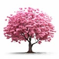 Cherry tree japanese, Pink flower sour cherry tree isolated on white background Royalty Free Stock Photo