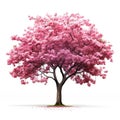 Cherry tree japanese, Pink flower sour cherry tree isolated on white background Royalty Free Stock Photo