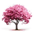 Cherry tree japanese, Pink flower sour cherry tree isolated on white background Royalty Free Stock Photo