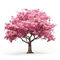 Cherry tree japanese, Pink flower sour cherry tree isolated on white background Royalty Free Stock Photo