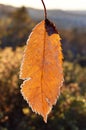 Cherry tree leaf with hoarfrost after cold day Royalty Free Stock Photo