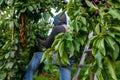 Cherry tree leaves and seasonal farm worker Royalty Free Stock Photo