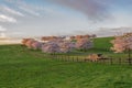 Cherry Tree Lined Fence with Afternoon Glow Royalty Free Stock Photo