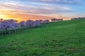 Cherry Tree Lined Drive Under Colorful Sky Royalty Free Stock Photo