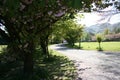 Cherry tree lined driveway and lawn Royalty Free Stock Photo