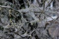 Cherry tree moth spiderweb on decay branches Royalty Free Stock Photo