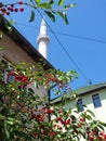 Cherry tree next to mosque Royalty Free Stock Photo