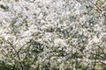 Cherry tree. Cherry orchard in bloom. Spring garden Royalty Free Stock Photo