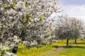 Cherry tree orchard Royalty Free Stock Photo