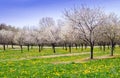 Cherry tree orchard and dandelions Royalty Free Stock Photo