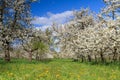 Cherry tree orchard in spring Royalty Free Stock Photo