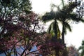 Cherry tree, palm trees background and blue sky, Brazil, panoramic photo Royalty Free Stock Photo