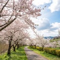 Cherry Tree Path. Springtime View of a Pathway Lined with Cherry Trees in Blossom Royalty Free Stock Photo