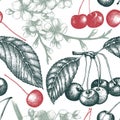 Vector seamless pattern with hand drawn cherry tree. Hand drawn illustration. Engraved fruit and berry background. Vintage design. Royalty Free Stock Photo