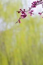 Cherry Tree Peach Blossom flowering pink spring flowers green background Royalty Free Stock Photo