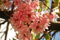 Cherry tree in pink blossom - Ireland, May