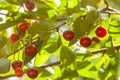 Cherry tree Prunus cerasus - sour cherry, or tart cherry with fruits in the rays of summer sun Royalty Free Stock Photo