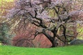 Cherry Tree (Prunus sargentii)