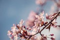 Cherry tree (prunus sargentii) blossoms in spring