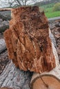 Cherry tree red ironwood wood lumber log chunk timber material