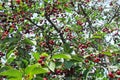 Cherry tree with ripe berries