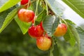 Cherry tree with ripe cherries in the garden. After the rain. Healthy food Royalty Free Stock Photo