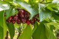 Cherry tree with ripe dark red cherries and green leaves Royalty Free Stock Photo