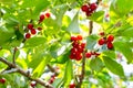 Cherry tree with ripe red cherries. Summer harvest of berries in the garden Royalty Free Stock Photo