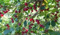 A cherry tree with ripe and sweet cherries on a branch with green leaves in a garden Royalty Free Stock Photo