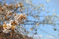 Close up of a cherry blossom