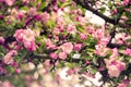 Cherry tree Sakura blooming in Spring