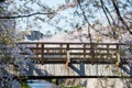 Cherry tree or sakura blossom along Yamazaki River, Nagoya Royalty Free Stock Photo