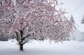 Cherry Tree in the Snow Royalty Free Stock Photo