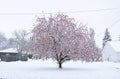 Cherry Tree in the Snow Royalty Free Stock Photo