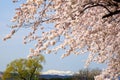 Cherry tree and snowy mountain Royalty Free Stock Photo