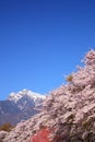 Cherry tree and snowy mountain Royalty Free Stock Photo