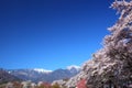 Cherry tree and snowy mountain Royalty Free Stock Photo