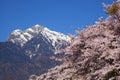 Cherry tree and snowy mountain Royalty Free Stock Photo